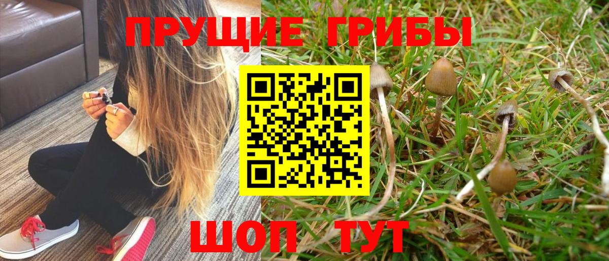 Иваново  Псилоцибиновые грибы GOLDEN TEACHER  Вход с VPN  Псилоцибиновые грибы Psilocybine cubensis 